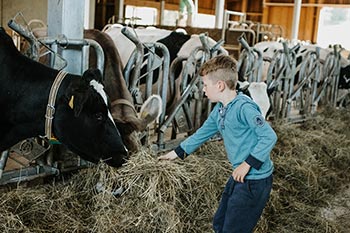 Auf Du und Du mit der Kuh