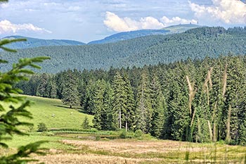 Blick Richtung Feldberg